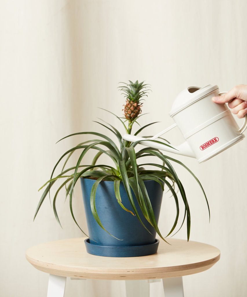 Bromeliad Pineapple with spiky green leaves and small fruit