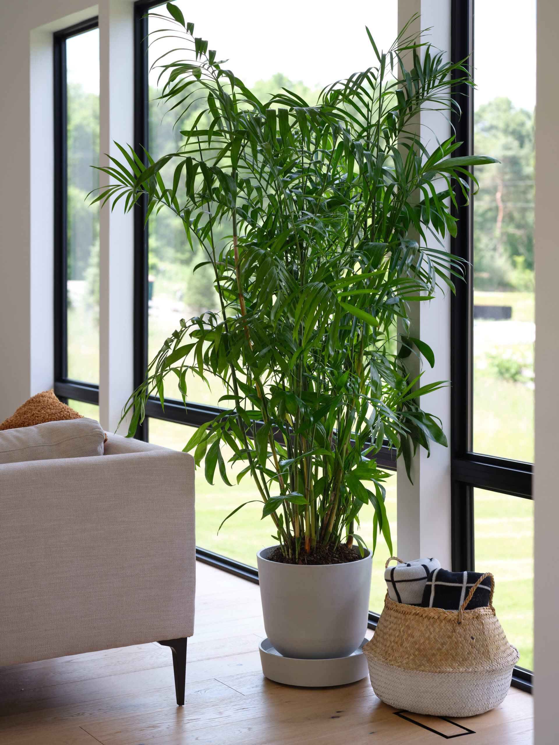 Bamboo Palm with feathery green fronds