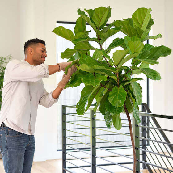 Shop Giant Plants