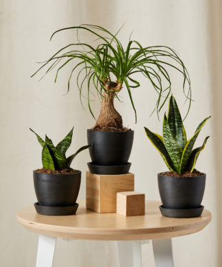 Easy Peasy Collection