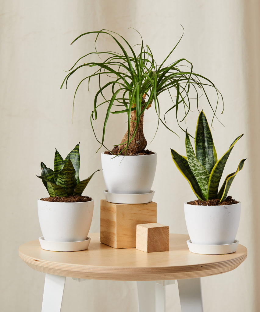 Easy Peasy Collection