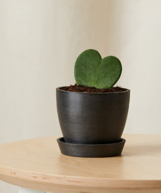 Desktop Hoya Heart with small, heart-shaped leaves