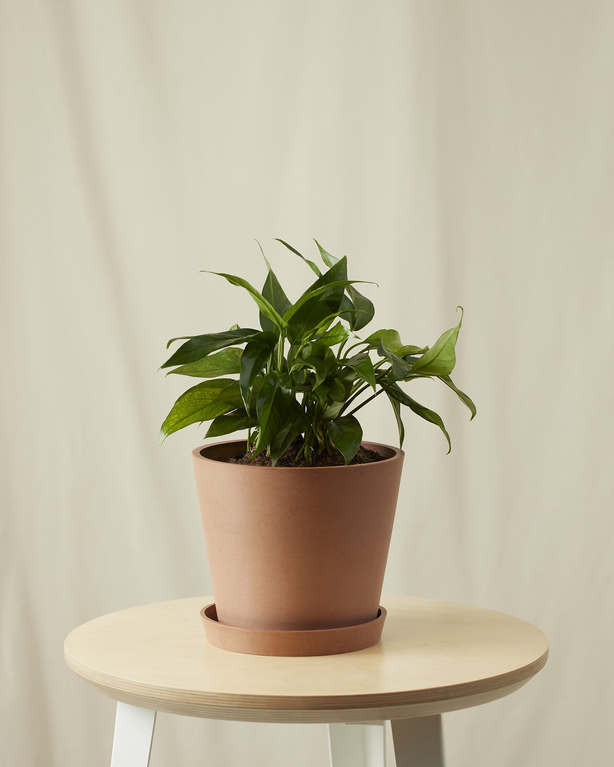 Bloomscape Pothos Baltic. 