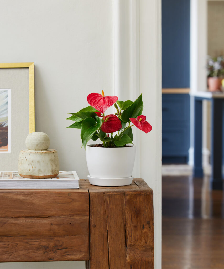 Red Anthurium flower in pot - Bloomscape