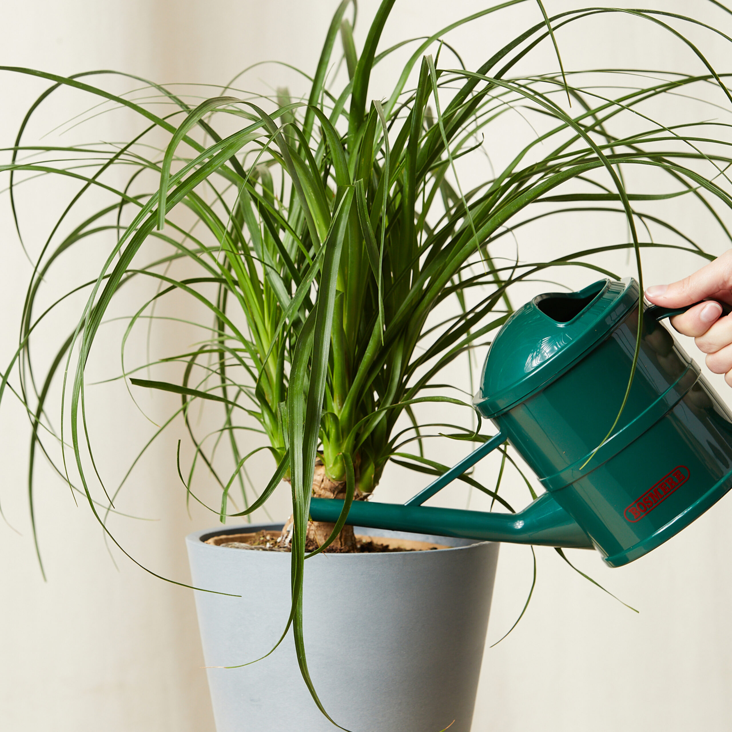 Watering can Bloomscape Ponytail Palm