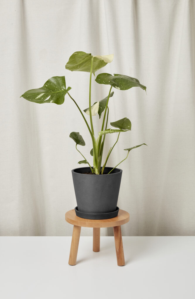 Monstera Thai Constellation with creamy white variegation on large leaves