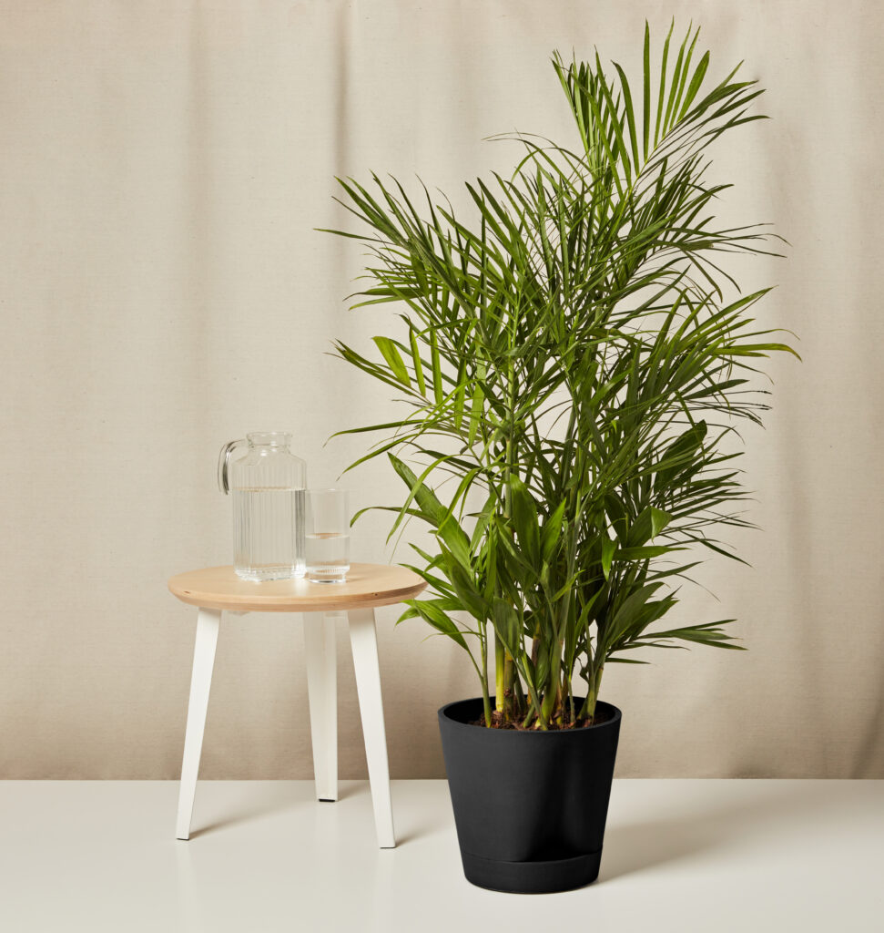 Lush Bamboo Palm