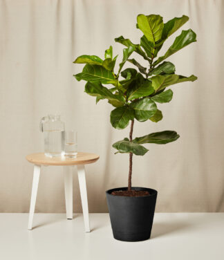 VENICE_fiddle_leaf_fig_XXL_charcoal_0567_V1