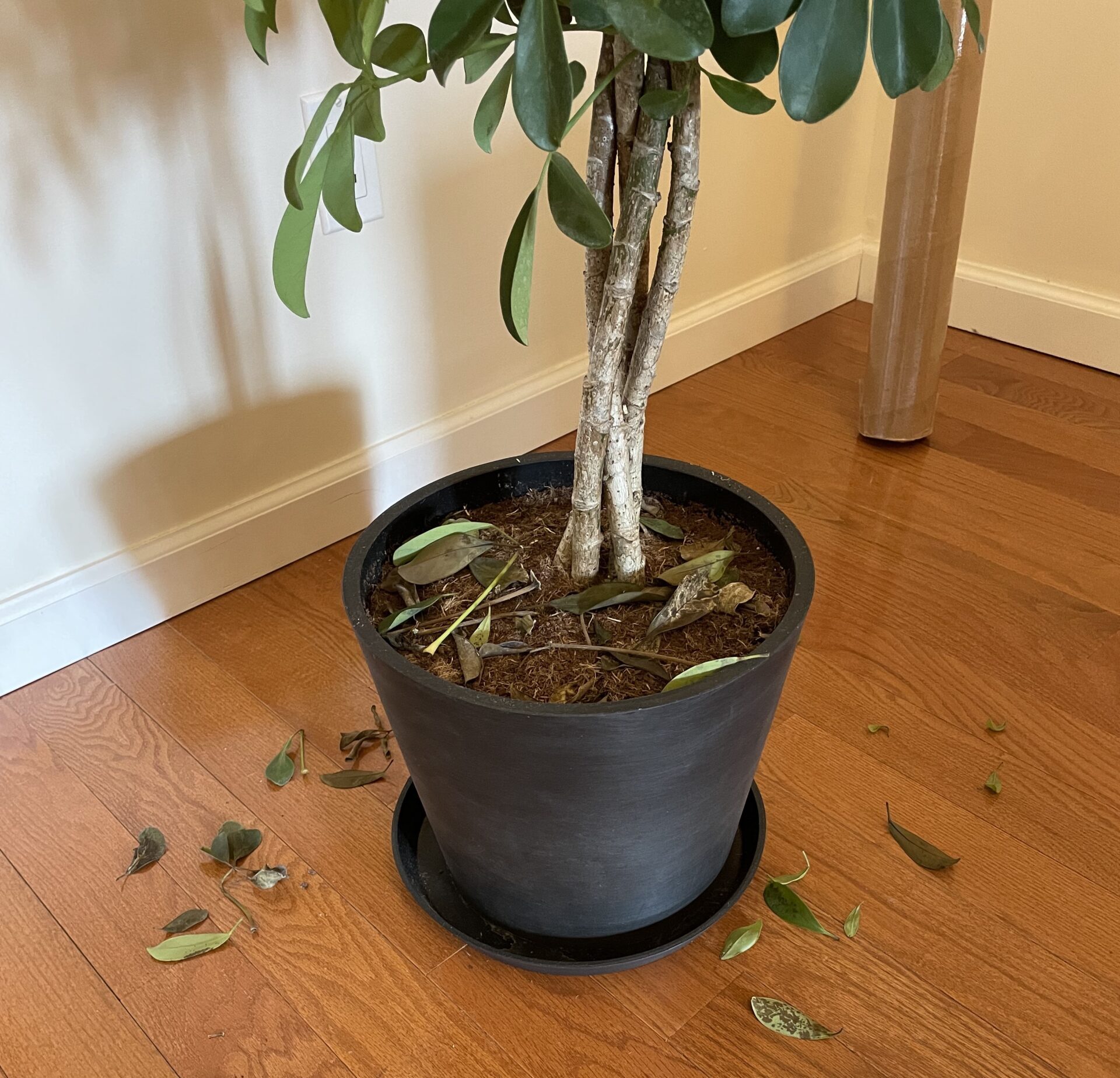 leaf drop