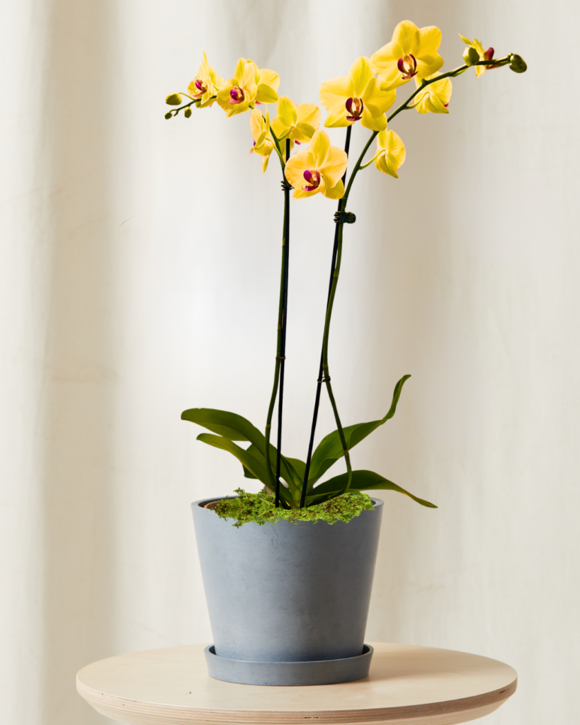 Orchid for Libra