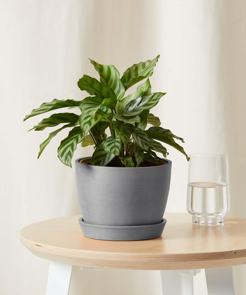 Calathea for Pisces