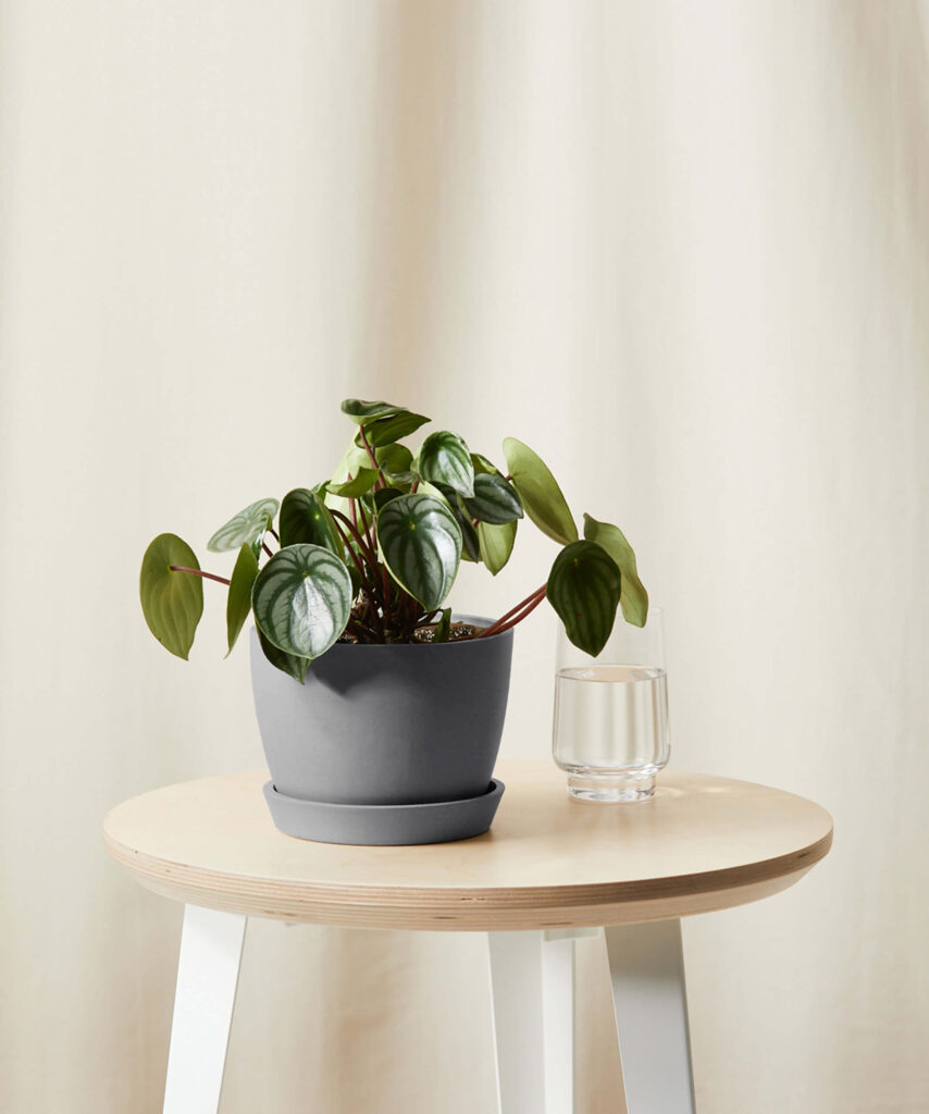 Peperomia Watermelon with small, patterned green leaves resembling watermelon rind