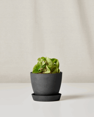 Mini Hoya for Virgo
