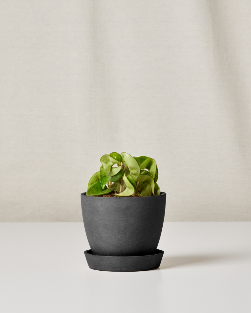 Mini Hoya for Virgo